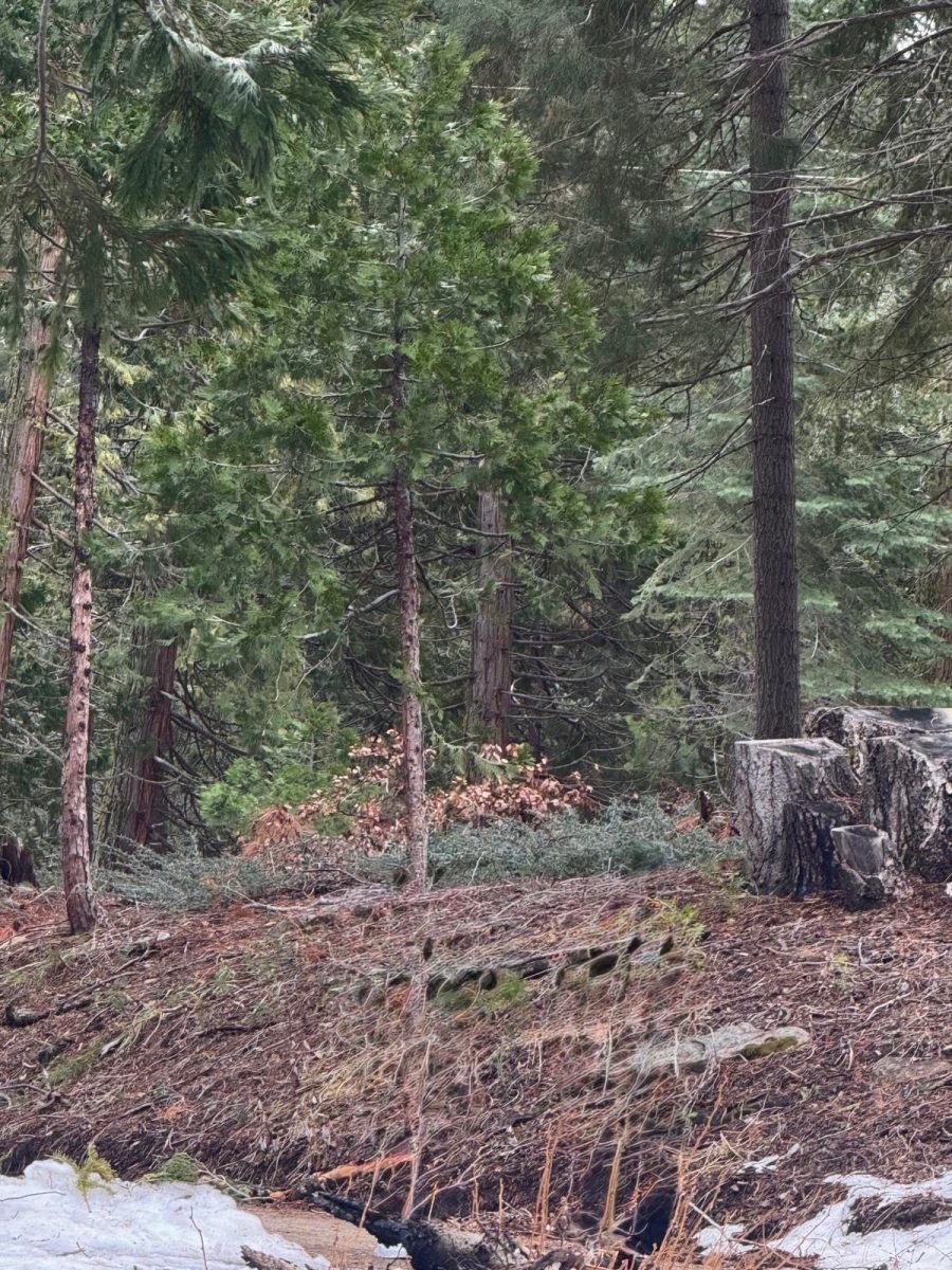 A picture I took at a forest.