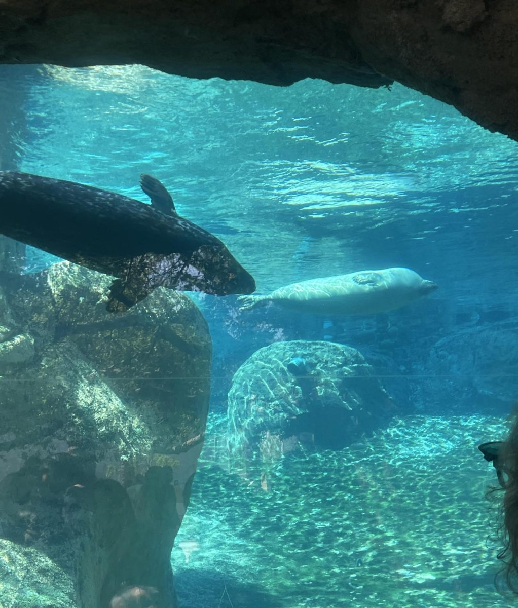 This is an image of two seals.