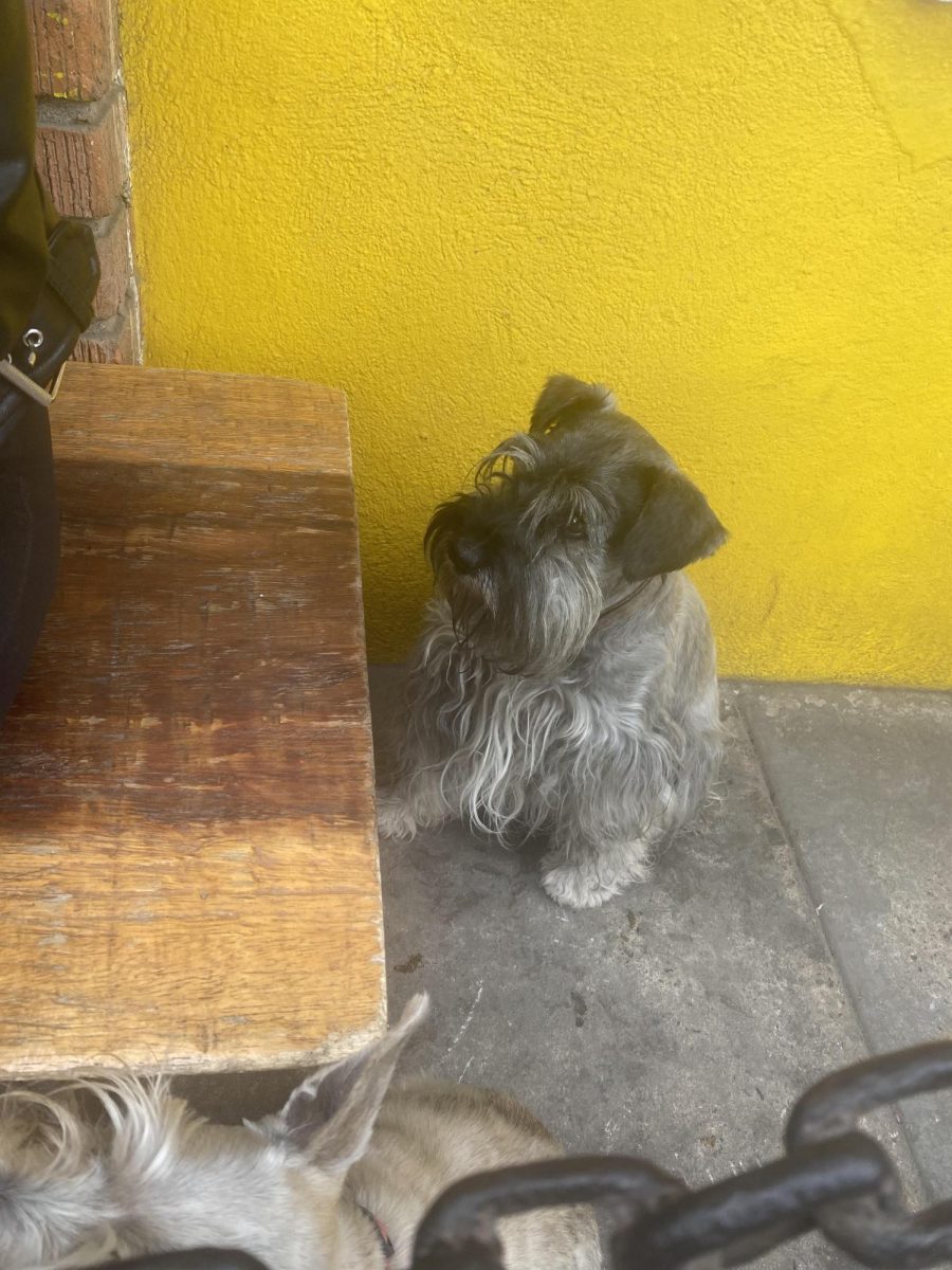 Saw this dog in Rosarito with his owner and 2 other dogs that were the same breed.