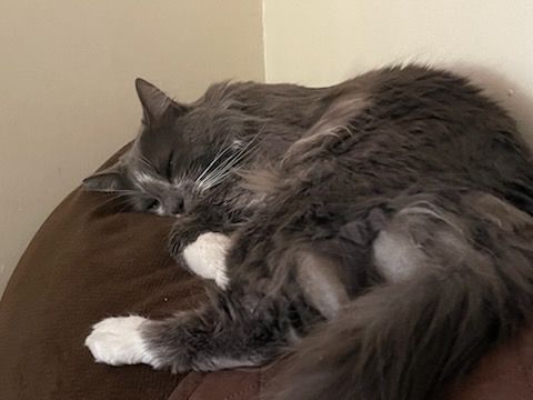 Gizmo sleeping peacefully..