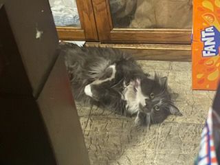 Gizmo laying on his back while he looks at the camera!