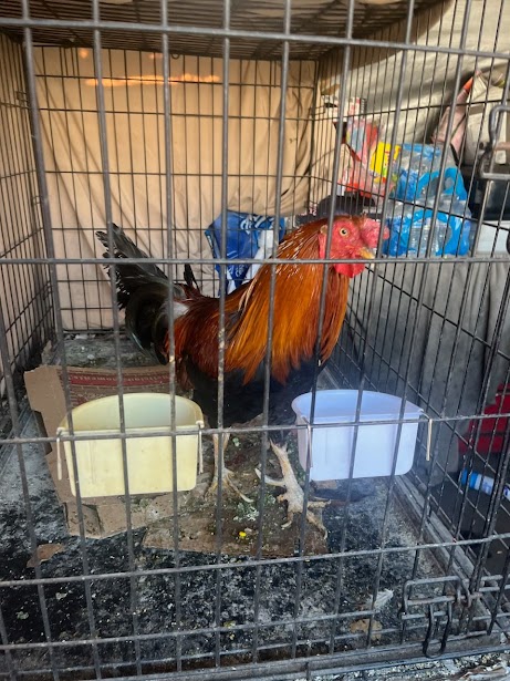 Tyrone locked in the cage, minding his own business while looking at the camera.
