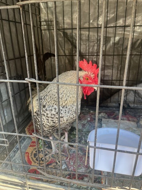 Tyrian locked in the cage, looking at the camera.