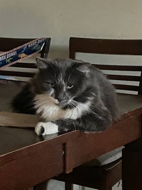 Gizmo laying on a table!