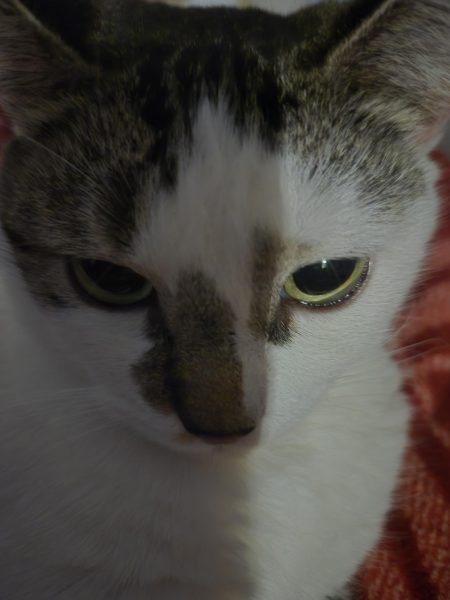 My cat staring into the camera