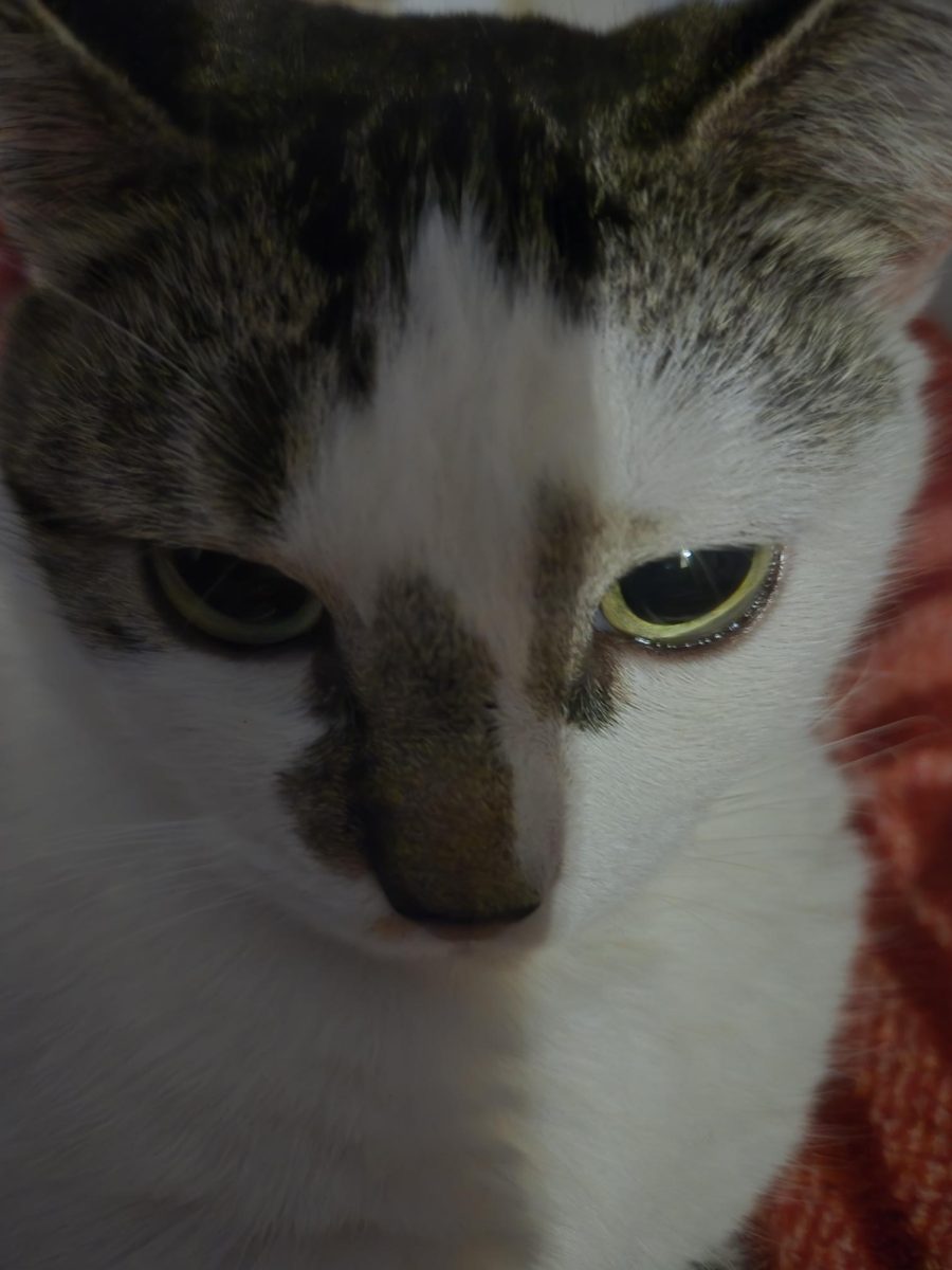 My cat staring into the camera