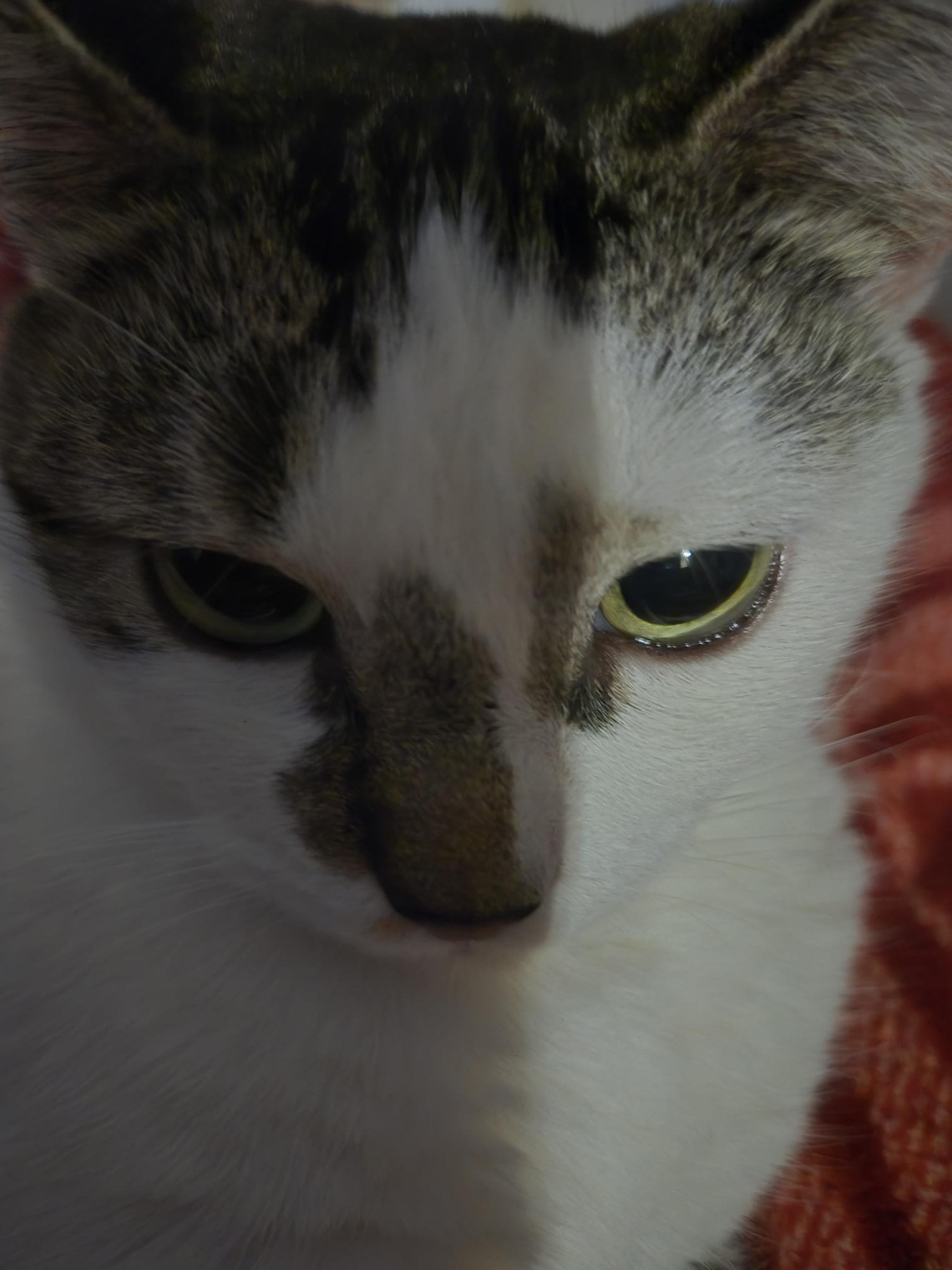 My cat staring into the camera