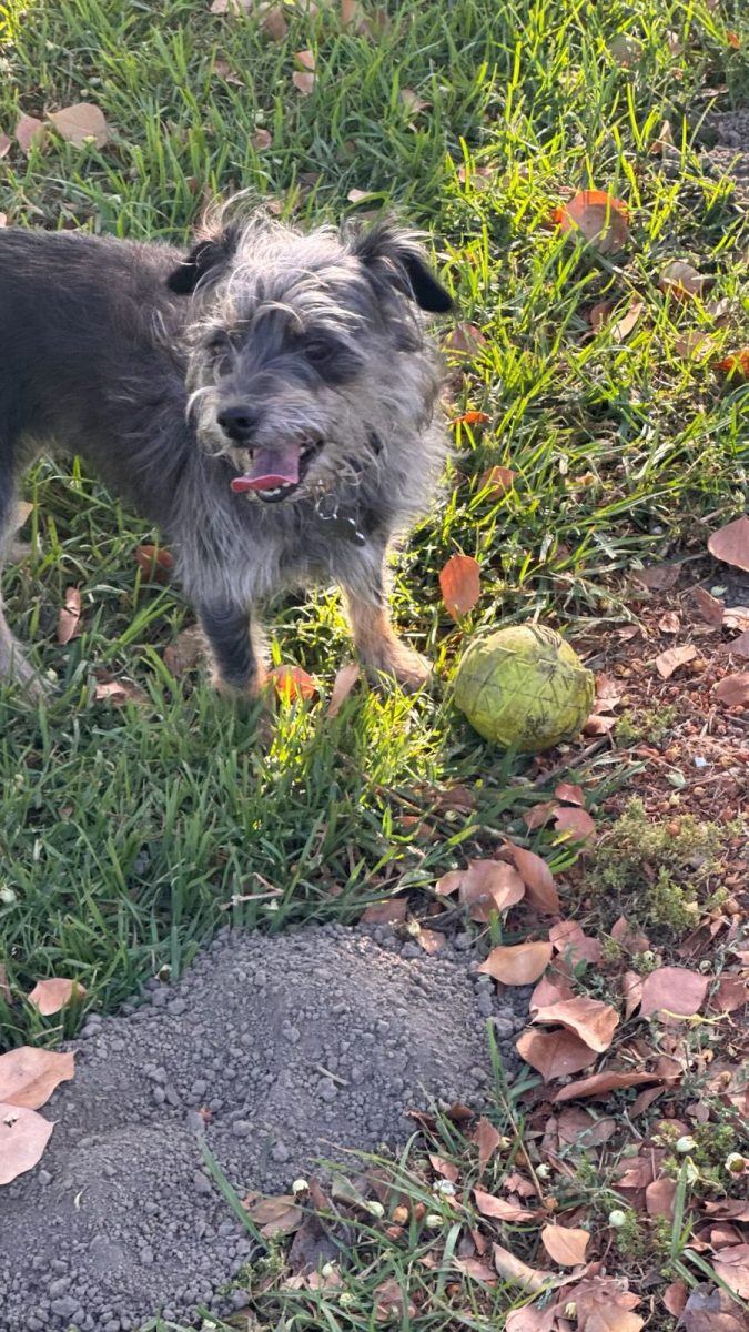The fifth step of her routine is making it to the park and admiring it, but not playing because she's just like that. 