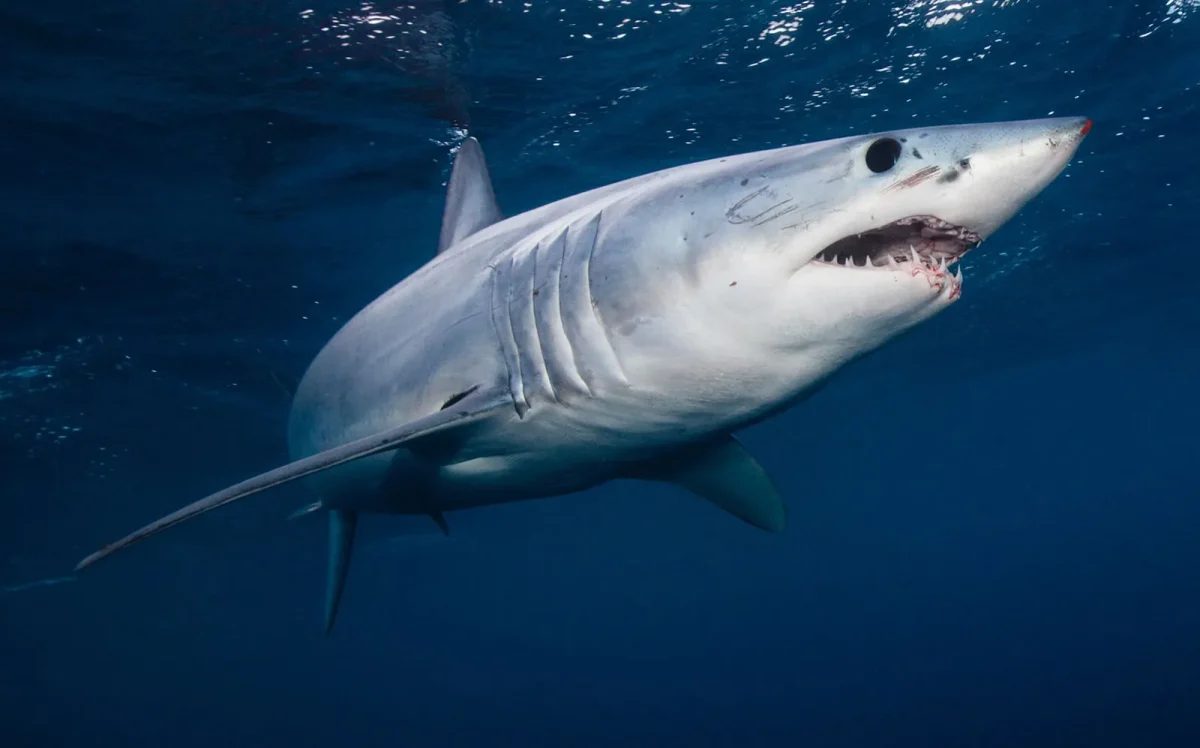 A shark swimming.