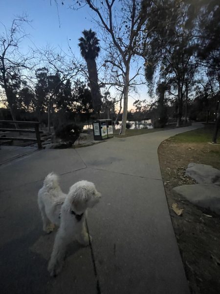 Kimberly walking her dog Noodles at the park. 