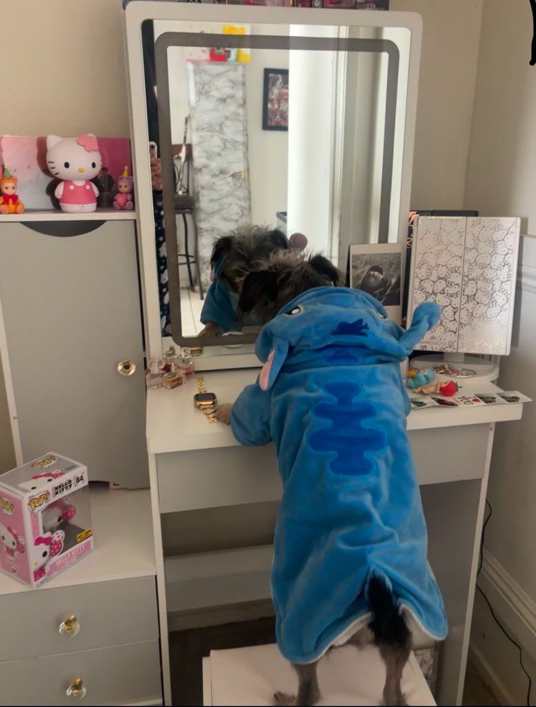 The second step to my dog's routine is getting ready. She steps up to (what originally was my sister's vanity that my dog colonized) her vanity and begins to check herself out with her only outfit (the stitch onesie).