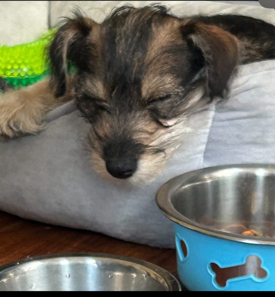 Ollie the Schnauzer.