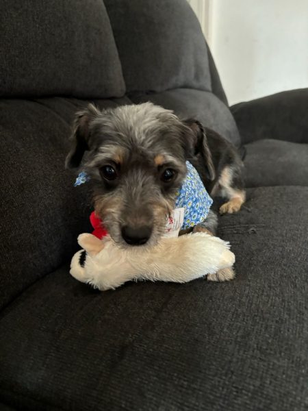 My dog with her favorite toy.