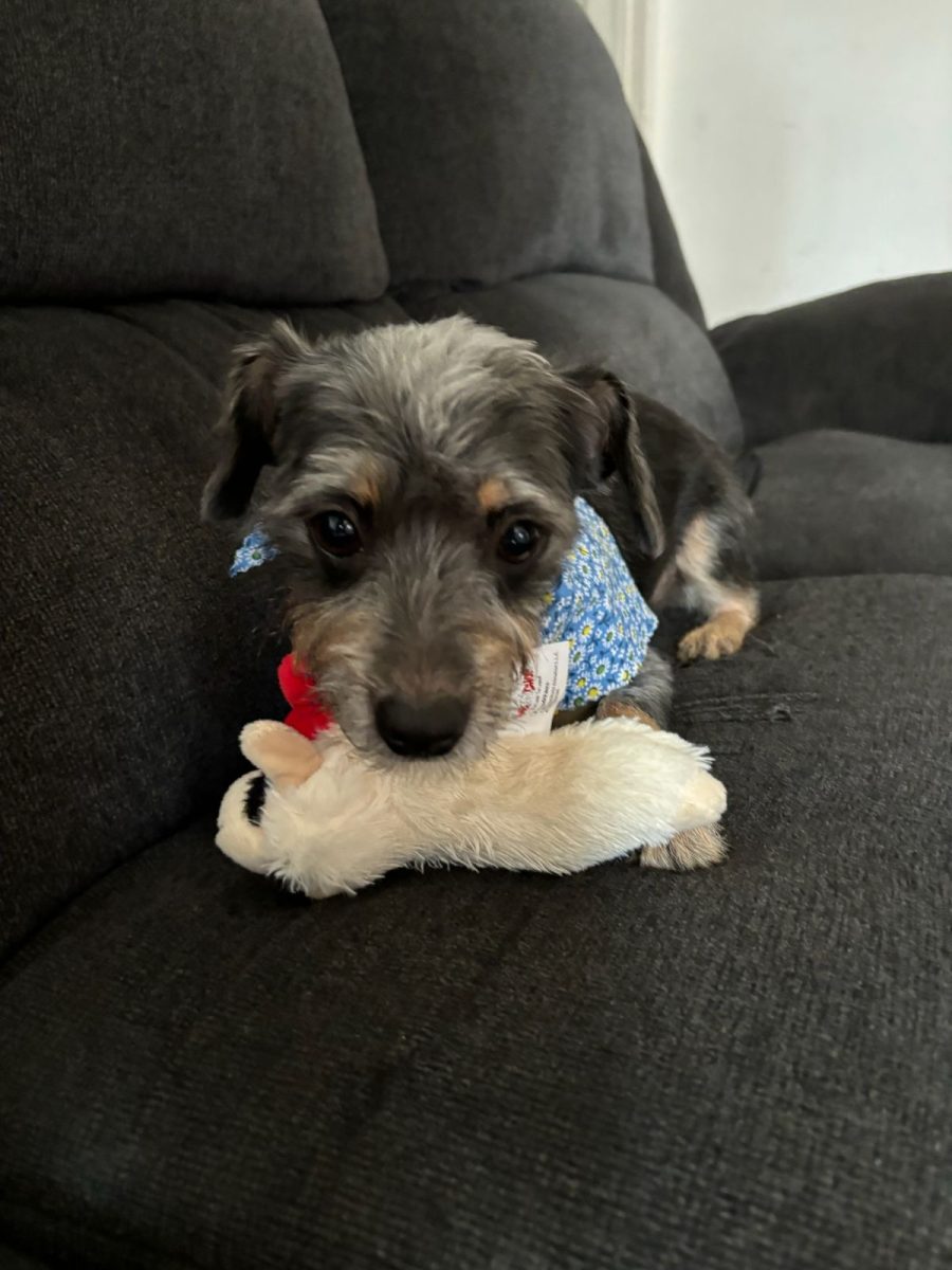 My dog with her favorite toy.