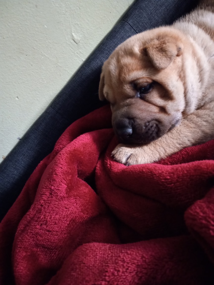 This is one of my puppies which I got in March three years ago. He was my birthday gift but unfortunately he had passed away at just five months old. He will always be in my heart and I will always remember him.