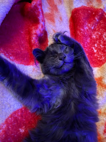 Mi gatito Benito ronroneando mientras duerme sobre una manta de pizza.