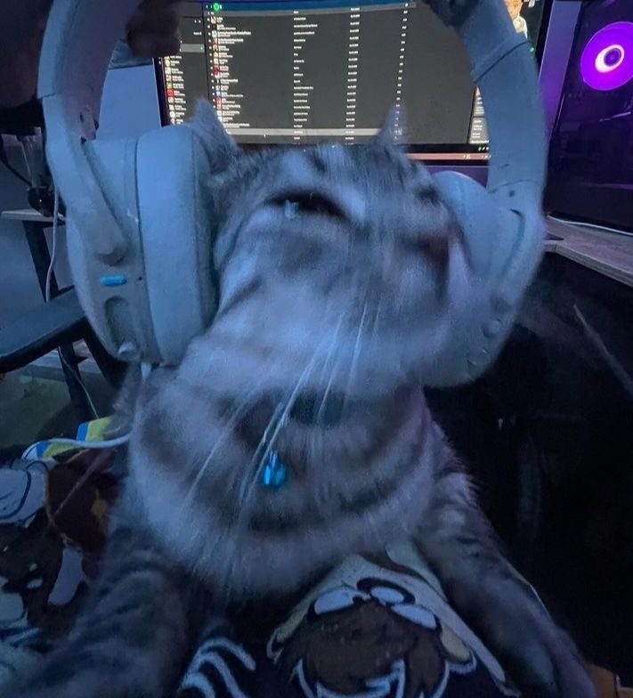 Just a cat listening to music