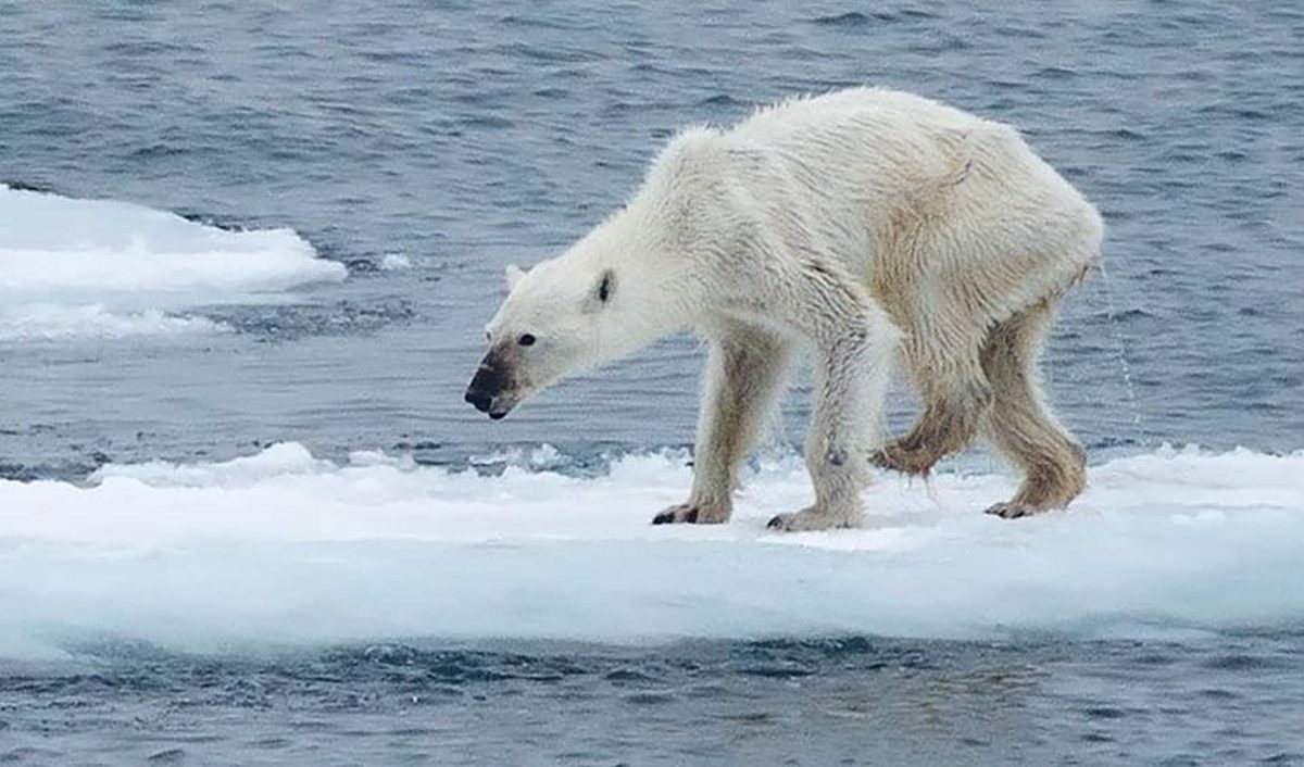 Starving polar bear on melting ice because of AI.