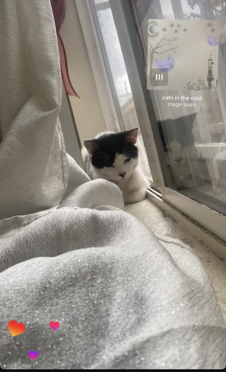 My cat loafing while sleeping